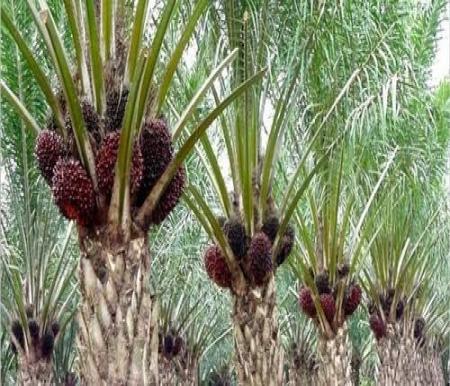 Harga TBS Kelapa Sawit Swadaya Riau Pekan ini Naik, Per Kg Capai Rp3.348