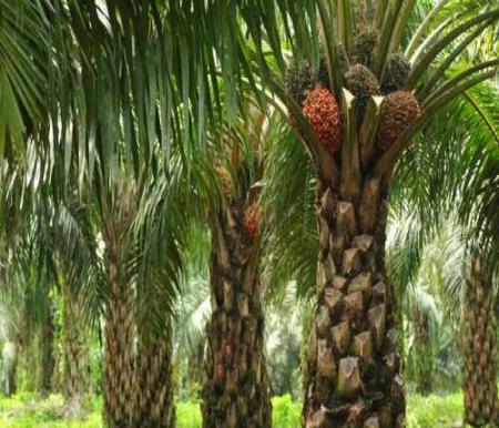 Harga TBS Plasma Riau Periode 7-20 Mei 2025 Turun Jadi Rp3.580 per Kilogram, Ini Penyebabnya