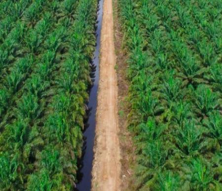 DPRD Riau: Wacana Pajak Air Permukaan Sawit Hanya untuk Perusahaan, Potensi PAD Rp4 Triliun