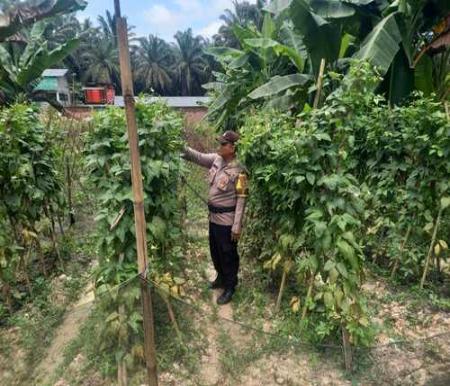 Polsek Simpang Kanan melakukan pengecekan Program Ketahanan Pangan Pekarangan Bergizi. (Foto: Afrizal)