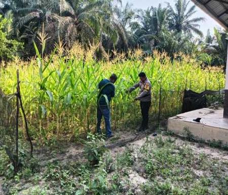 Bhabinkamtibmas Kota Parit, Bripka Juli Handoko, mengecek tanaman jagung milik warga seluas 600 M2. (Foto: Afrizal)