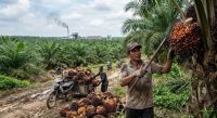 Harga TBS sawit mitra swadaya di Riau pekan ini turun.(ilustrasi/AI/halloriau.com)