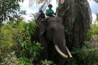 Jejak Jovi sang gajah veteran.(foto: mcr)