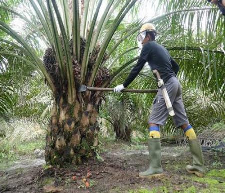 Disbun Riau Rilis Harga TBS Kelapa Sawit Terbaru, Cek Kenaikannya di Sini!