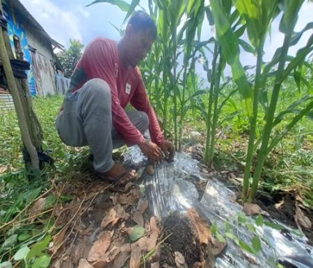 Cerita Warga Pekanbaru Meraup Cuan dari Tanah Gersang yang Dijadikan Kebun Cabai