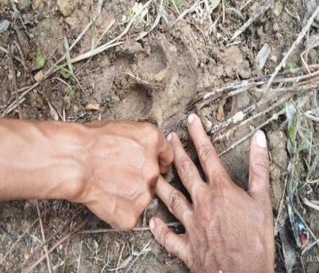 Warga Kecamatan Lunang, Kabupaten Pesisir Selatan temukan jejak diduga harimau (foto/tribunpdg)