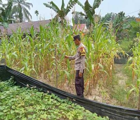 Polsek Simpang Kanan melaksanakan kegiatan pengecekan program Pekarangan Bergizi di Kepenghuluan Bukit Mas, Kecamatan Simpang Kanan. (Foto: Afrizal)