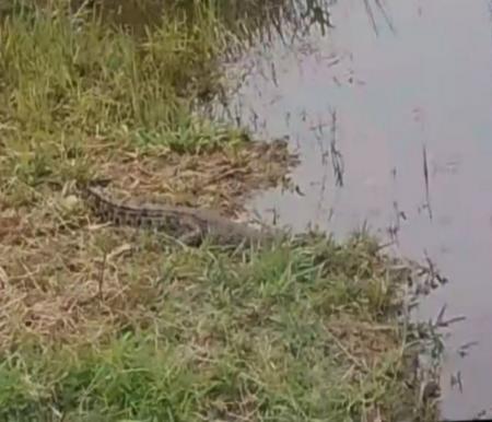 Buaya muara muncul di depan Kantor BPBD Rohil.(foto: mcr)