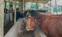 Sapi PMK.(ilustrasi/int)