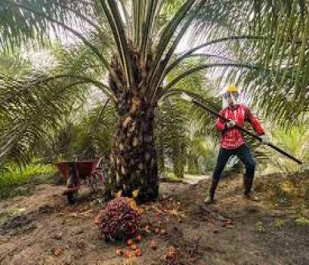 Harga TBS Kelapa Sawit Mitra Plasma di Riau Capai Rp3.741 per Kg