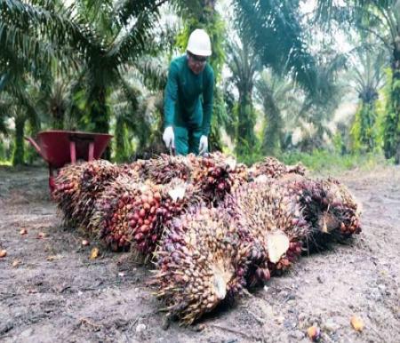 Harga TBS Sawit Mitra Swadaya di Riau Pekan ini Capai Rp3.479 per Kilogram