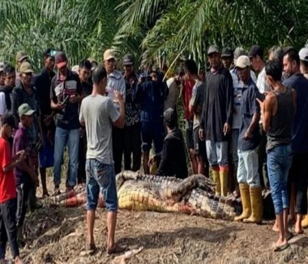 Lansia tewas diterkam buaya di Rohil (foto/antara)