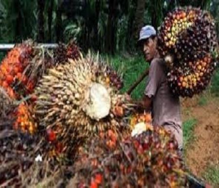 Dipicu Lonjakan CPO dan Kernel, Harga TBS Mitra Swadaya di Riau Pekan ini Naik Hingga 4,36 Persen