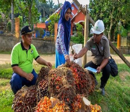 Petani Sawit Mitra Plasma di Riau Sumringah sambut Lebaran, Harga TBS Pekan ini Naik Jadi Rp3.886,50/Kg