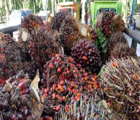 Naik, Harga TBS Sawit Mitra Swadaya di Riau Sentuh Rp3.226 per Kg