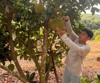 Perhutanan Sosial di Kuansing Berbuah Manis, Warga Rambahan Raup Untung Sambil Jaga Hutan