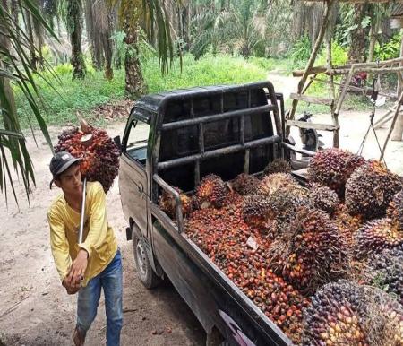 Harga TBS Kelapa Sawit Mitra Swadaya Turun Hari Ini, Capai Rp3.401 per Kg