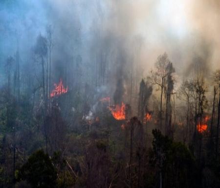 Ilustrasi sudah 19,10 hektare lahan di Riau terbakar sejak awal 2024 (foto/int)
