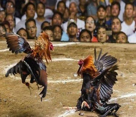 Arena Diduga Sabung Ayam Beroperasi Bertahun-tahun Resahkan Warga Tembilahan