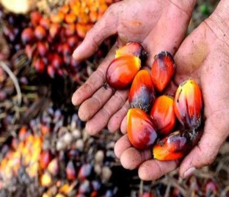 Turun, Harga TBS Kelapa Sawit Kemitraan Plasma di Riau Capai Rp3.363 per Kg