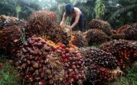 Harga TBS Sawit Mitra Plasma di Riau Pekan ini NaikJadi Rp3.930,55 per kilogram