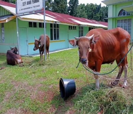 Vaksin PMK yang sudah didistribusikan di Riau sebanyak 4 ribu lebih dosis (foto/int)