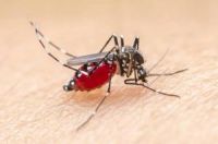 Nyamuk aedes aegypti ancam Riau, Diskes mencatat belasan korban meninggal (foto/int)