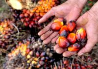 Harga Sawit Mitra Swadaya di Riau Pekan ini Naik Lagi, Tembus Rp3.707 per Kg