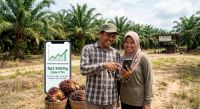 Harga sawit mitra plasma di Riau pekan ini naik.(ilustrasi/int)