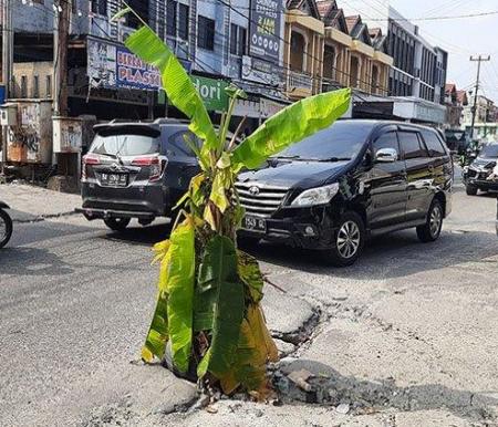 Warga menanam batang pisang di satu ruas pada bahu Jalan Paus, Kota Pekanbaru. Mereka menanam batang pisang lantaran jalan rusak tidak diperbaiki. 