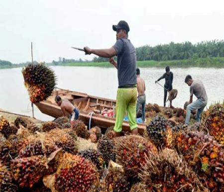Harga TBS Sawit Mitra Swadaya di Riau Pekan Ini Naik Signifikan Capai Rp3.668 per Kg