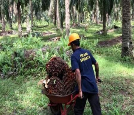 Harga TBS Kelapa Sawit Mitra Swadaya di Riau Pekan ini Capai Rp3.447,79 per Kilogram