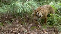 Harimau Sumatera berkeliaran di Inhil.(ilustrasi/int)