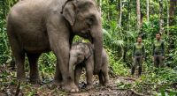 Bayi gajah lahir di Tesso Nilo Pelalawan.(ilustrasi/AI/halloriau.com)
