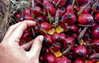 Kelapa sawit mitra plasma sepekan dihargai Rp3.976 per Kg (foto/int)