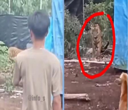 Viral warga di Pelalawan santai merekam seekor harimau Sumatera (foto/IG Infosorek)