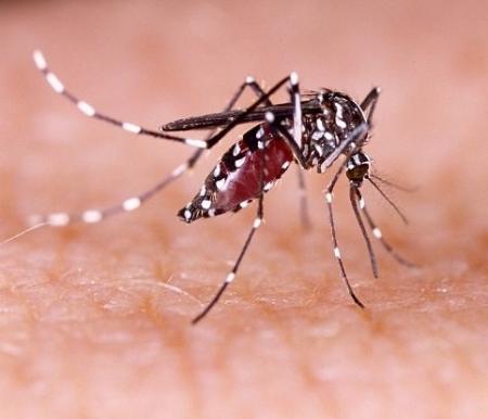 ilustrasi: Nyamuk demam berdarah dengue (DBD).