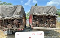 Polres Pelalawan sita 260 batang kayu ilegal (foto/klikmx)