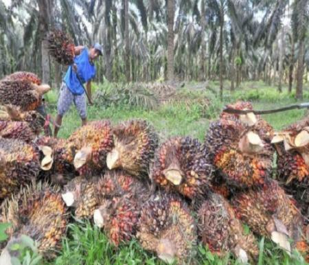 Harga TBS Sawit Mitra Swadaya di Riau Pekan ini Turun jadi Rp3.642,08/Kg, Tekanan CPO Faktor Utama