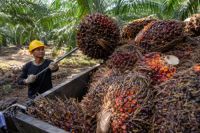 Harga TBS Sawit Mitra Swadaya Riau Pekan Ini Naik Capai Rp3.832,75 per Kg