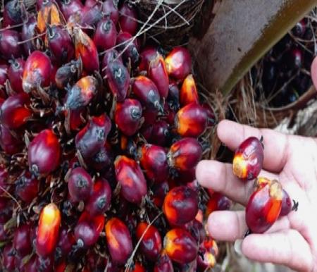 Harga Sawit Mitra Swadaya Riau Pekan Ini Tembus Rp3.544 per Kg