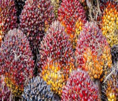 Harga TBS Sawit di Riau Turun Tipis Pekan Ini, Capai Rp3.679 per Kilogram