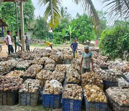 Harga karet di Kuansing anjlok.(ilustrasi/int)