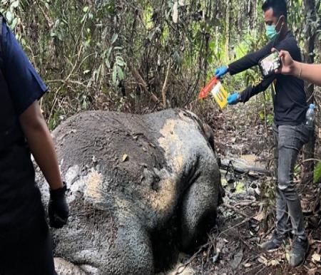 Dua Peluru di Dahi Gajah Ukui, Misteri Senjata Rakitan Diselidiki