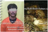 Curi 270 Kg Sawit PT SLS, Seorang Pria di Pelalawan Ditangkap, Enam Rekannya Diburu