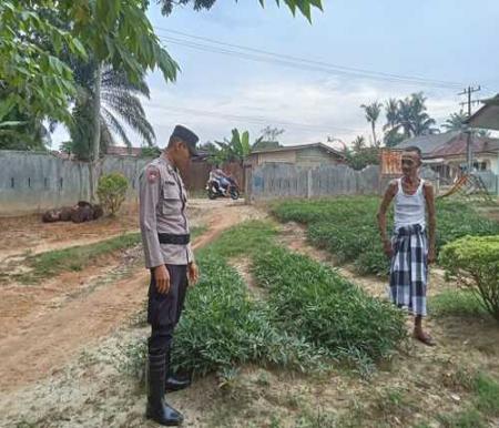 Bhabinkamtibmas Bukit Mas melakukan pengecekan tanaman ubi jalar milik warga. (Foto: Afrizal)