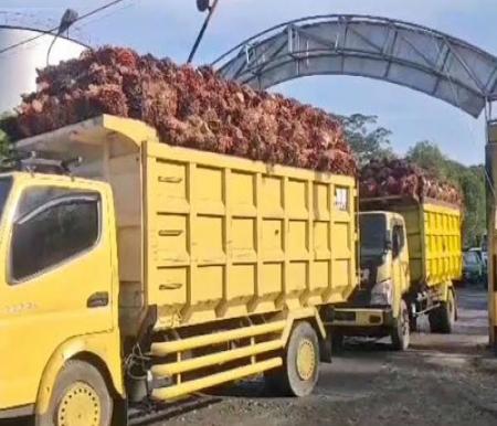 Harga TBS Kelapa Sawit Mitra Swadaya di Riau Pekan ini Naik, Capai Rp3.394/Kg