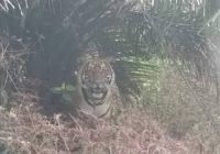 Ilustrasi Harimau Sumatra resahkan warga Desa Danai, Inhil (foto/int)
