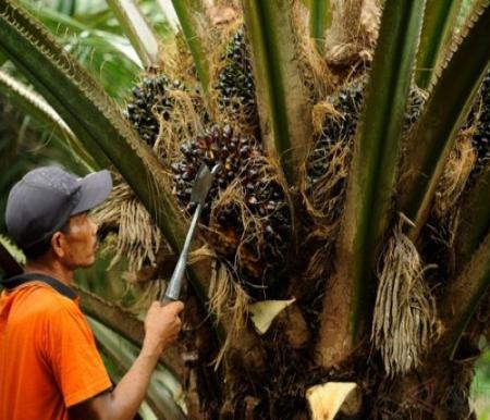 Petani Sawit Mitra Plasma di Riau Sumringah, Harga TBS Pekan ini Rp4.116,83 Per Kilogram