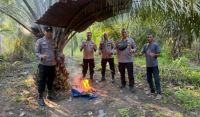 Polisi bakar tenda biru yang jadi sarang sabu di tengah kebun sawit di Pujud, Rohil.(foto: int)